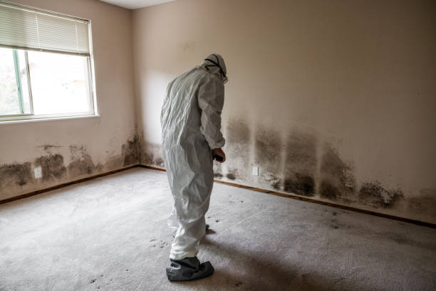 Why You Should Choose Our Mold Remediation Services in Bolivar Peninsula, TX